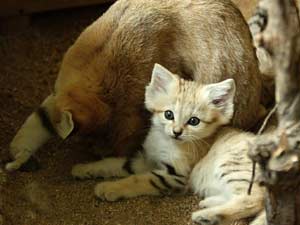 Кошка Муська — добрая кошачья история