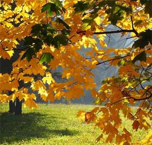 Конспект НОД по экологическому образованию для детей 3-4 лет «Почему листья осенью желтеют»