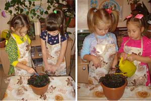 Совместная деятельность воспитателя с детьми в уголке природы – уход за комнатными растениями (старшая группа).