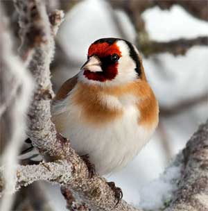 Акции «Накормим птиц зимой» 