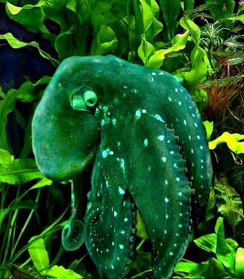 Зеленый осьминог