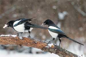 Познавательная сказка «Как сорока научила людей заботиться о птицах зимой»