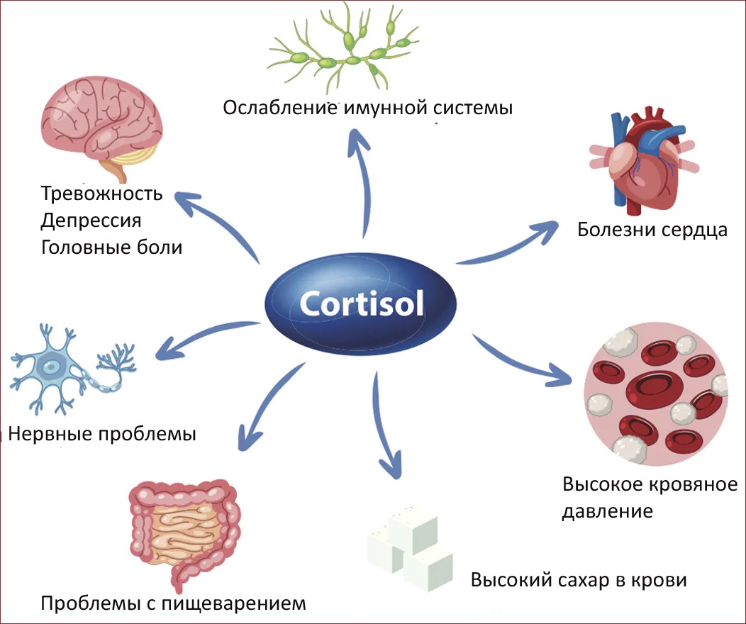 высокий уровень кортизола