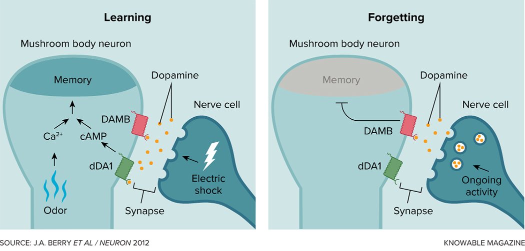 память и дофамин