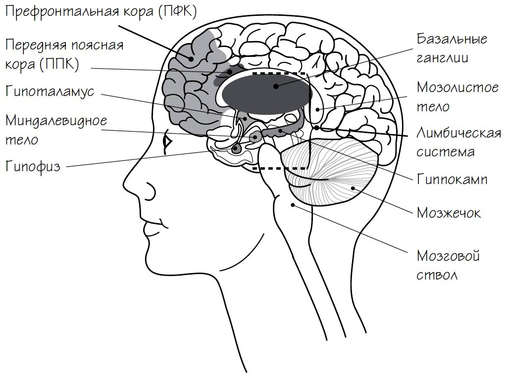 структура головного мозга